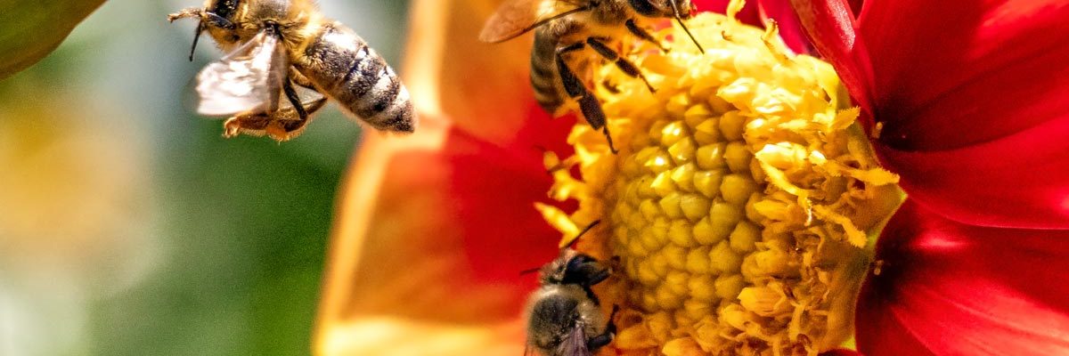 abejas-flor